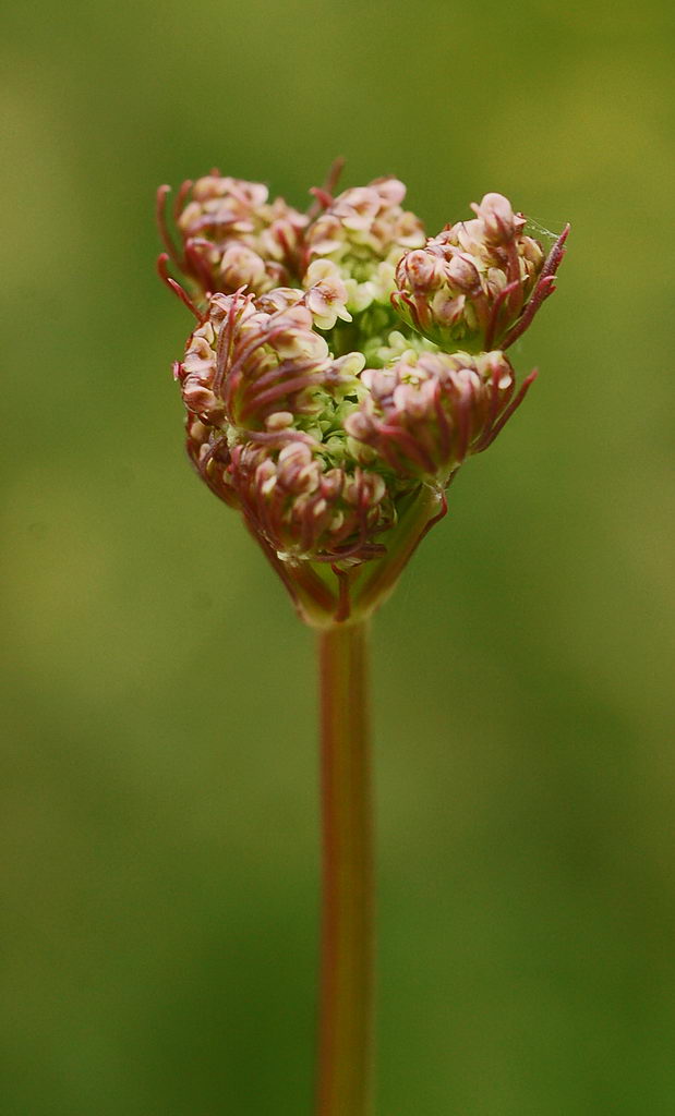 waterdropwort,آب چکان,آب زهرچکان